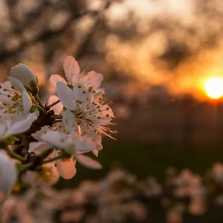 Appartement Kirschbluete
