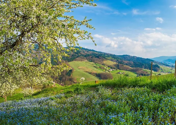 Kirschblüte Apartamento